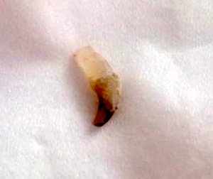 ファイル 479-1.jpg
