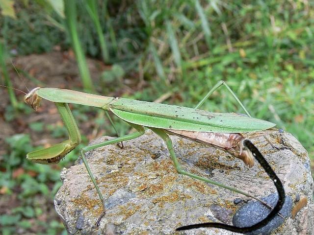 カマキリ ハリガネムシ いつ