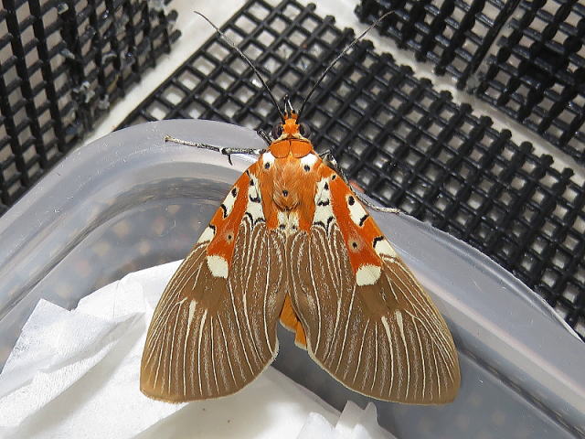 キオビエダシャク15