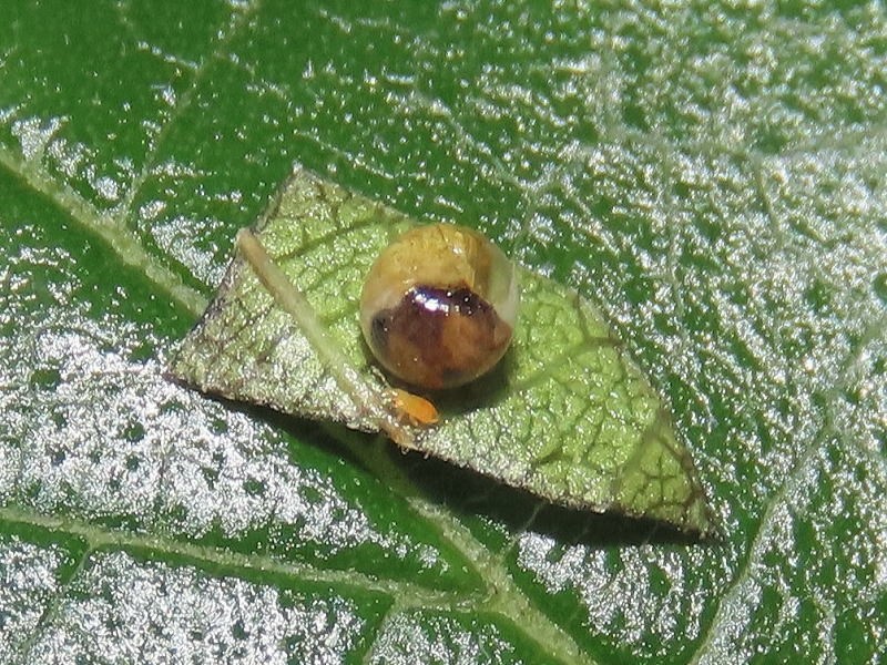 FUTAO（FUTAO会）1～56号 Entomological journal of FUTAO-KAI